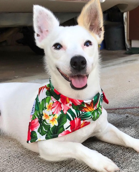 ハワイ語 名前可愛い 犬TikTok