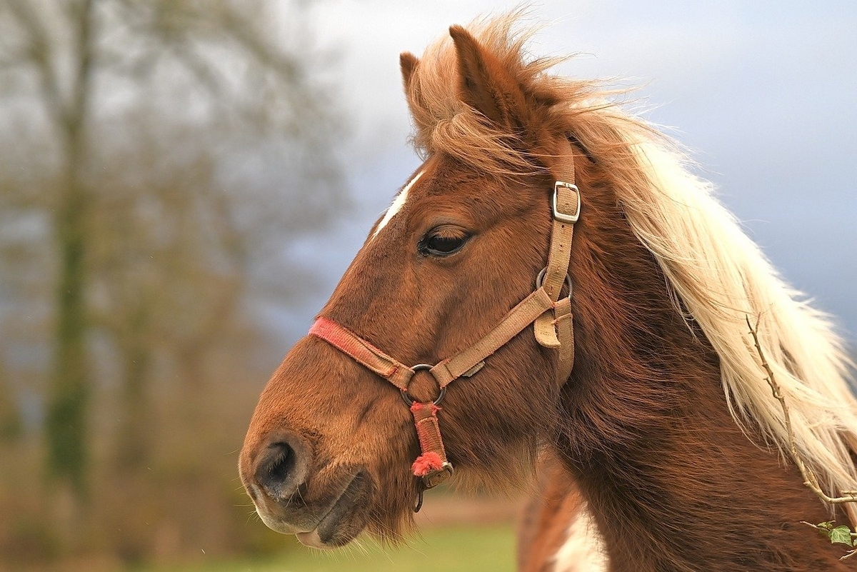 Amazon.co.jp: 太陽みたいに輝く君が、永遠の眠りにつくまでスターツ出版文庫電子書籍: 浅井ハル, ごろく: Kindleストア