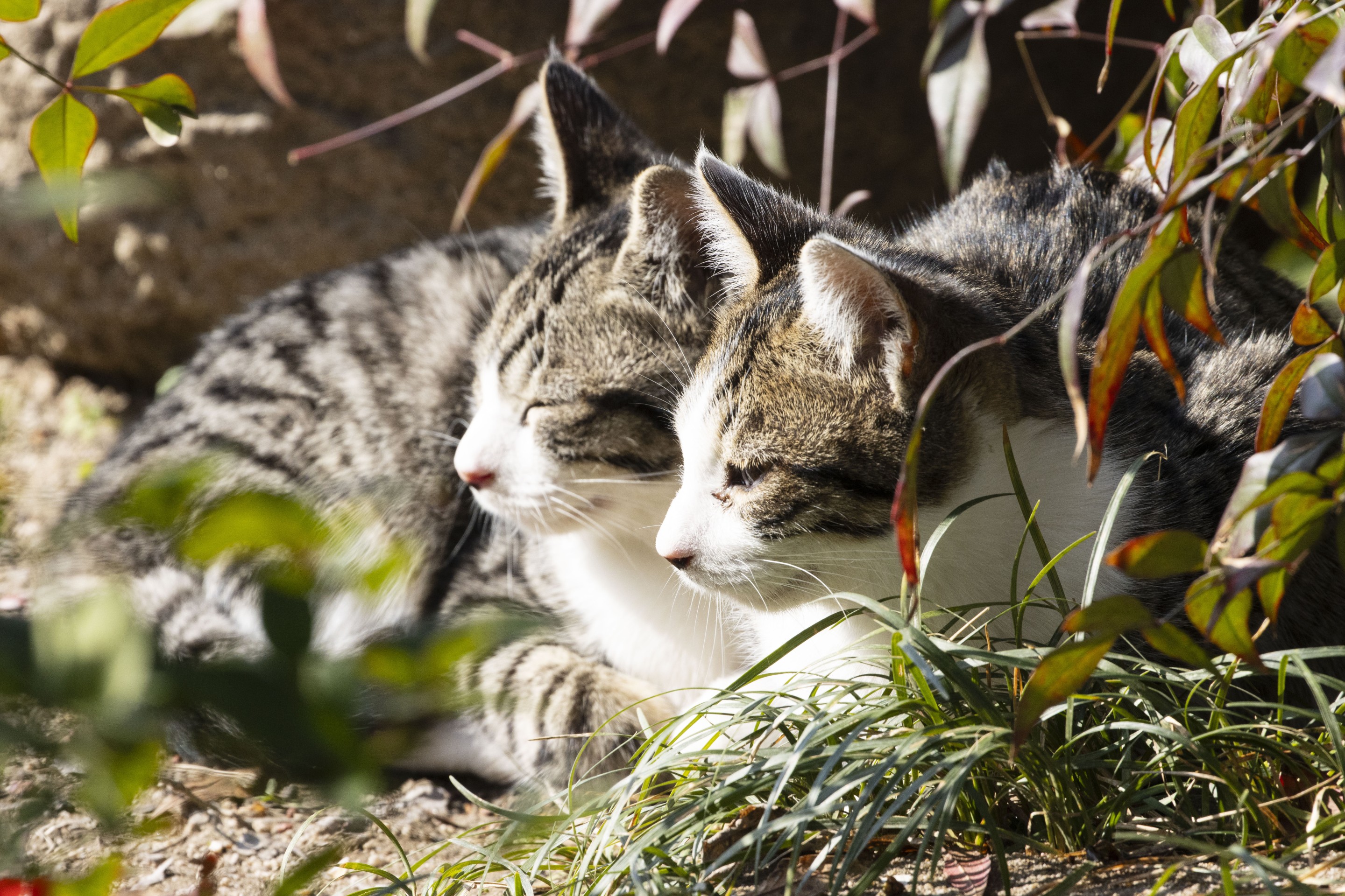 初めて見る子猫達の兄弟喧嘩が激し過ぎてキュンとする*´艸｀ ♡エウレカねこ部