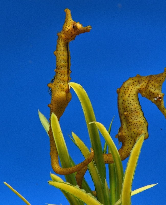 タツノオトシゴってどんな生き物？豆知識や全国の会えるスポット10選を紹介！ じゃらんニュース