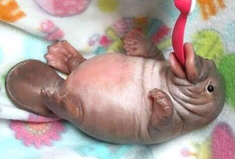 ふてぶてしい 子供 ブサイクの写真素材 - PIXTA