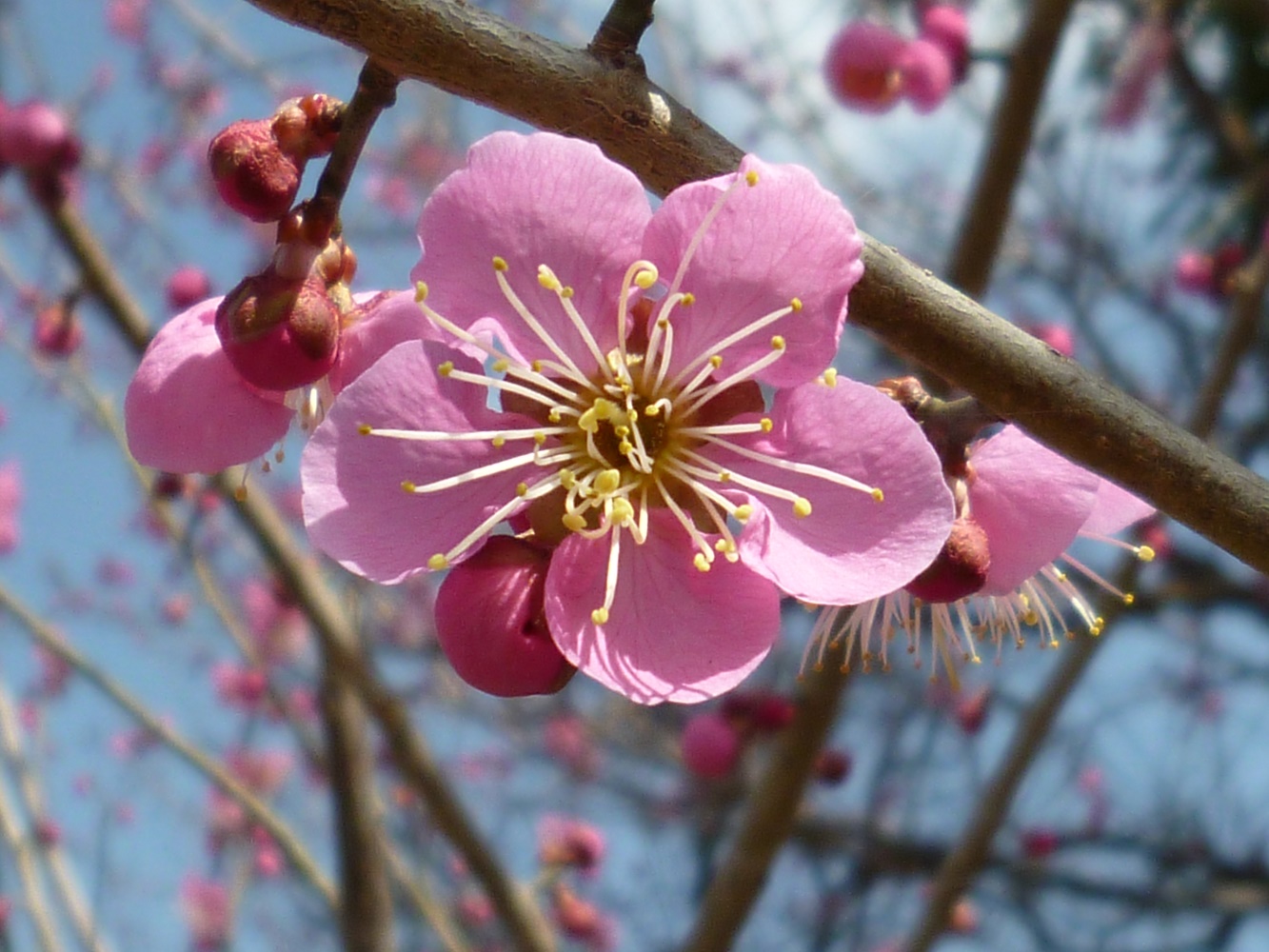 うめはなumehana- 陸中山田 ダイニングバー食べログ