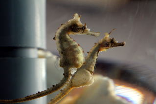 辰年が終わる前にタツノオトシゴってどんな生き物？ 水族館の人気者の不思議な生態に迫る！いきふぉめーしょん