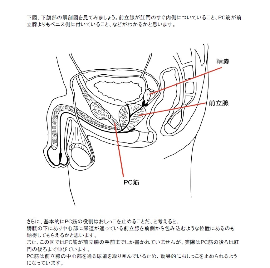 ドライオーガズムを得るためのコツとやり方｜前立腺開発についても解説｜風じゃマガジン