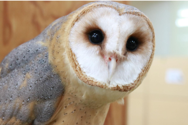 アナホリフクロウの赤ちゃん♪ 2018 05 15静岡県 富士花鳥園 南の鳥ふれあいエリア復活プロジェクト始動！ 富士花鳥園スタッフと加茂登志子- クラウドファンディング READYFOR