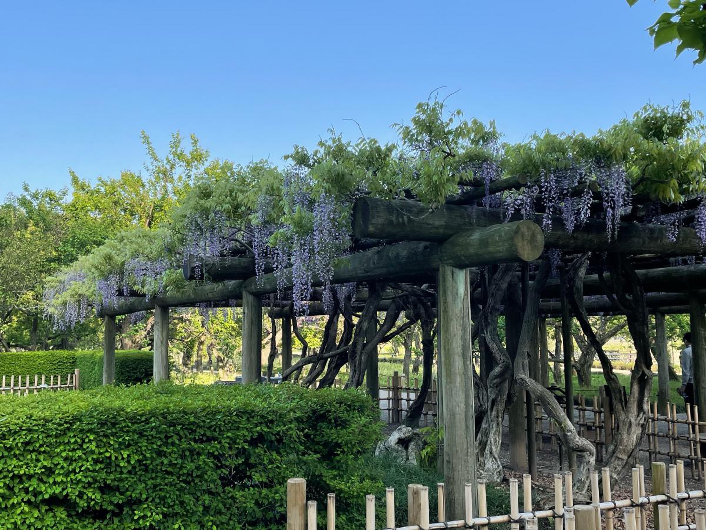 【まさかの水戸発水戸行⁉︎】快速水戸偕楽園号に乗ってみた