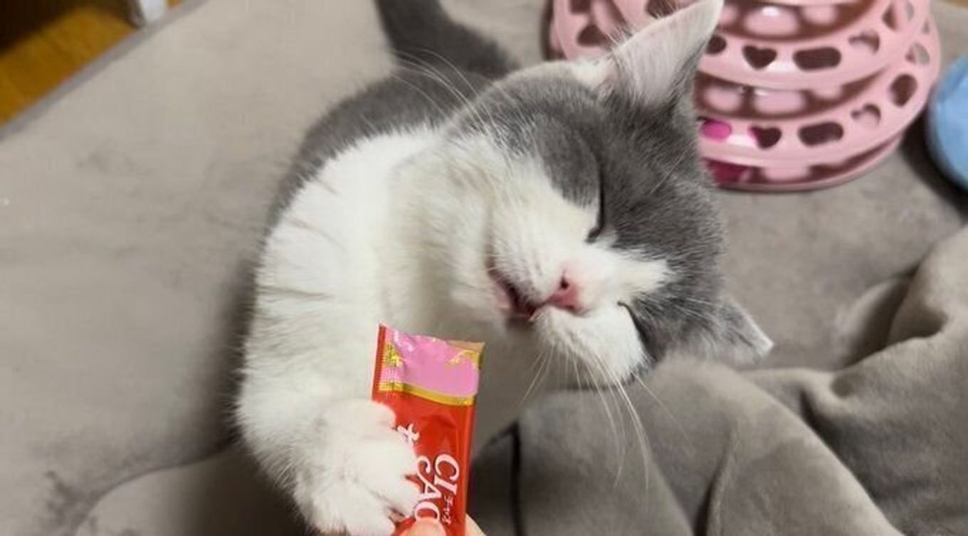 君は幸せそうな顔してる 写真立ての中のふたり 見つめていたら 夜になったよ 世界中の誰より君に会いたい でも遠く離れてる寂しさ この雪のようTikTok