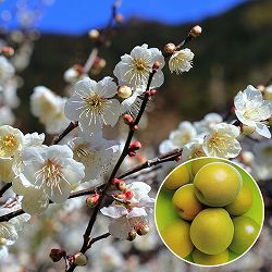 ウメ 梅 ：薫南高 かおりなんこう 4～5号ポット の通販園芸ネット