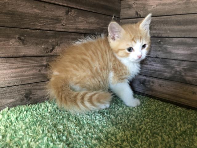 クリクリお目めはパパに似てくれました♪ 女の子も育ててみたいです、可愛いですよね🤍