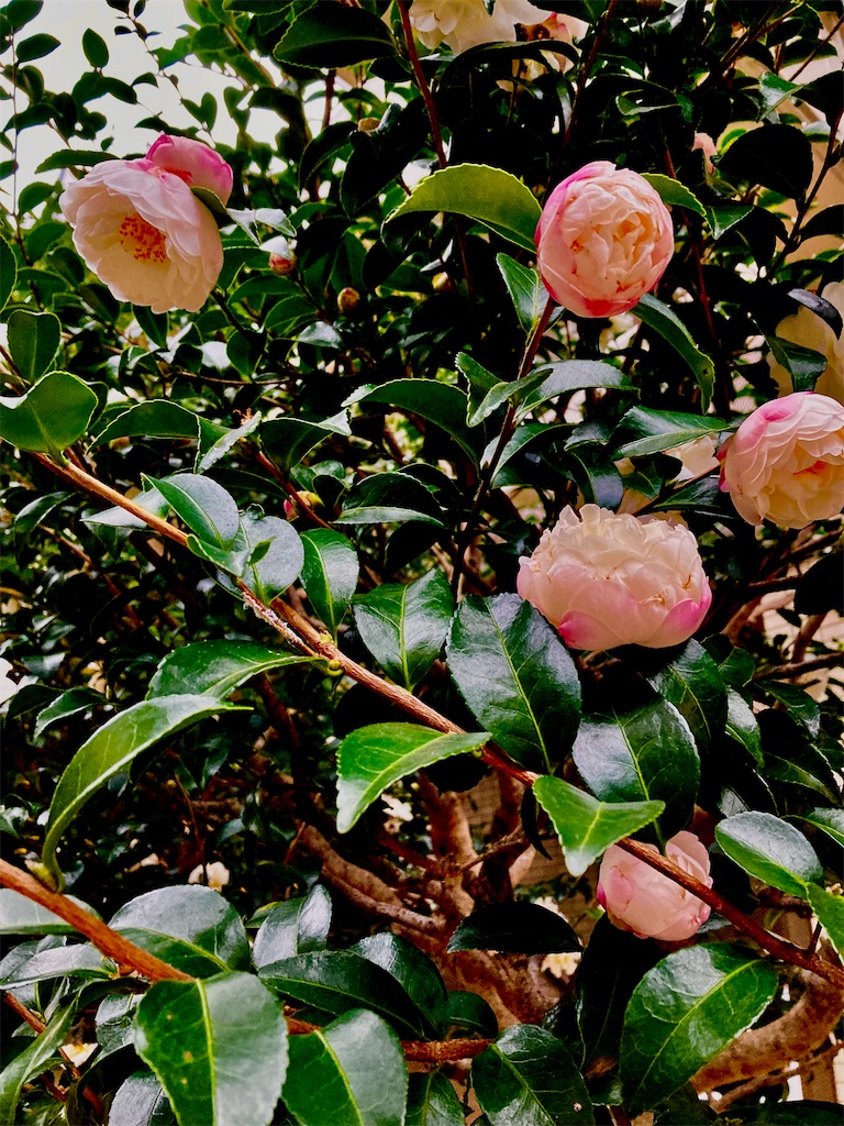 安部公房の前衛的な発想を育んだのはドナルド・キーンが語った風変りな交遊エピソードの数々：東京新聞デジタル