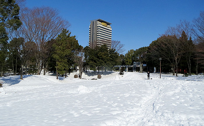 多摩地域各地で雪 紅梅が雪化粧、雪だるまづくりも：東京新聞デジタル