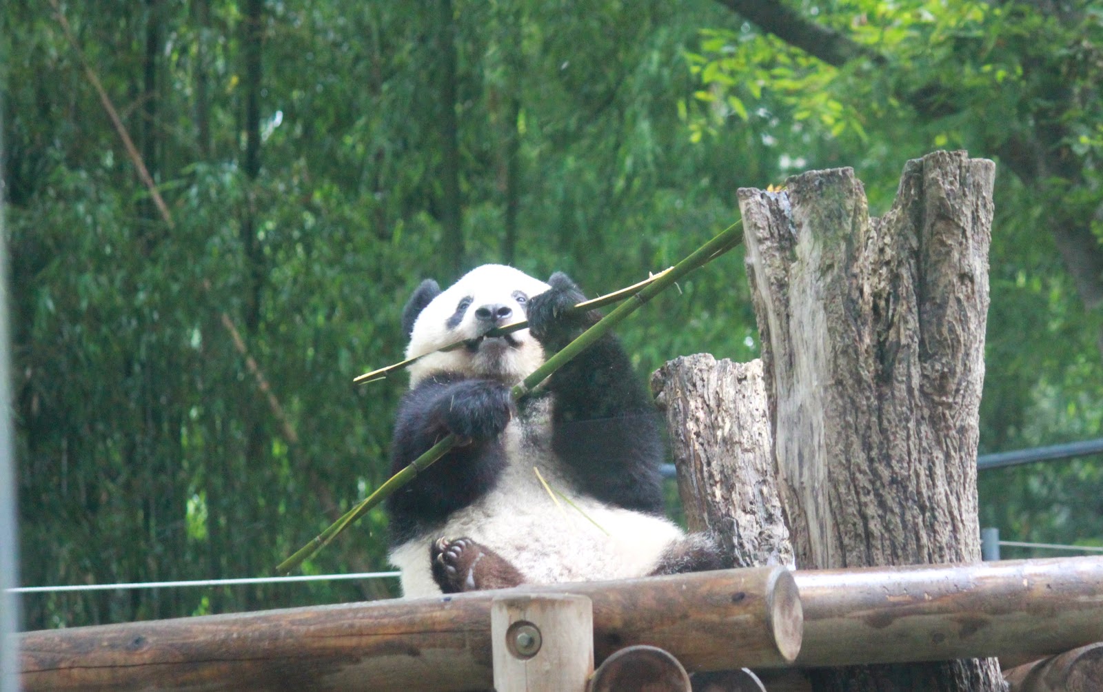 パンダ写真館 表情編