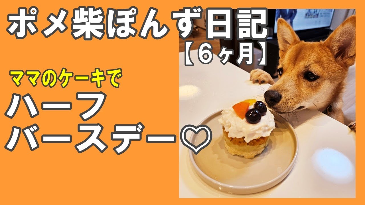 犬用ケーキ18選 誕生日や記念日にぴったりな犬用ケーキワンコnowa