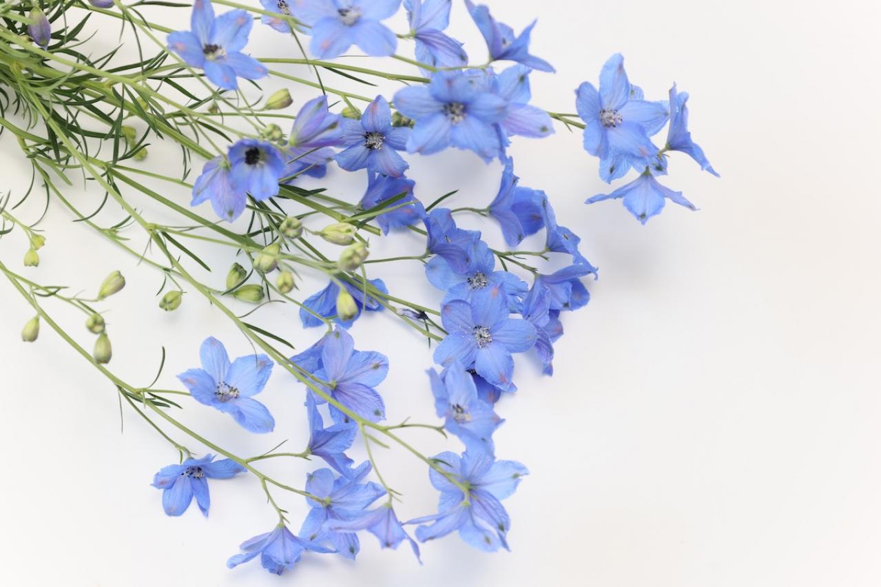 4月10日の誕生花は？アスターの花言葉・由来を紹介お花のギフト通販 ブルーミーストア