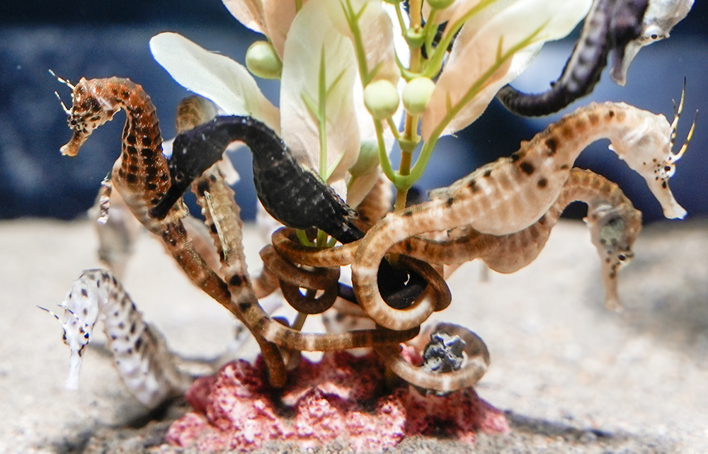 竜の落とし子」という名前から、竜の化身とも言われ縁起の良い生き物とされるタツノオトシゴ。 動画は、先日伊勢のめおと横丁で見たタツノオトシゴです。オスが出産する珍しい生態をしていて、お腹が大きな子も、出産後なのかお腹がぺったんこの子もいました。 今日で辰