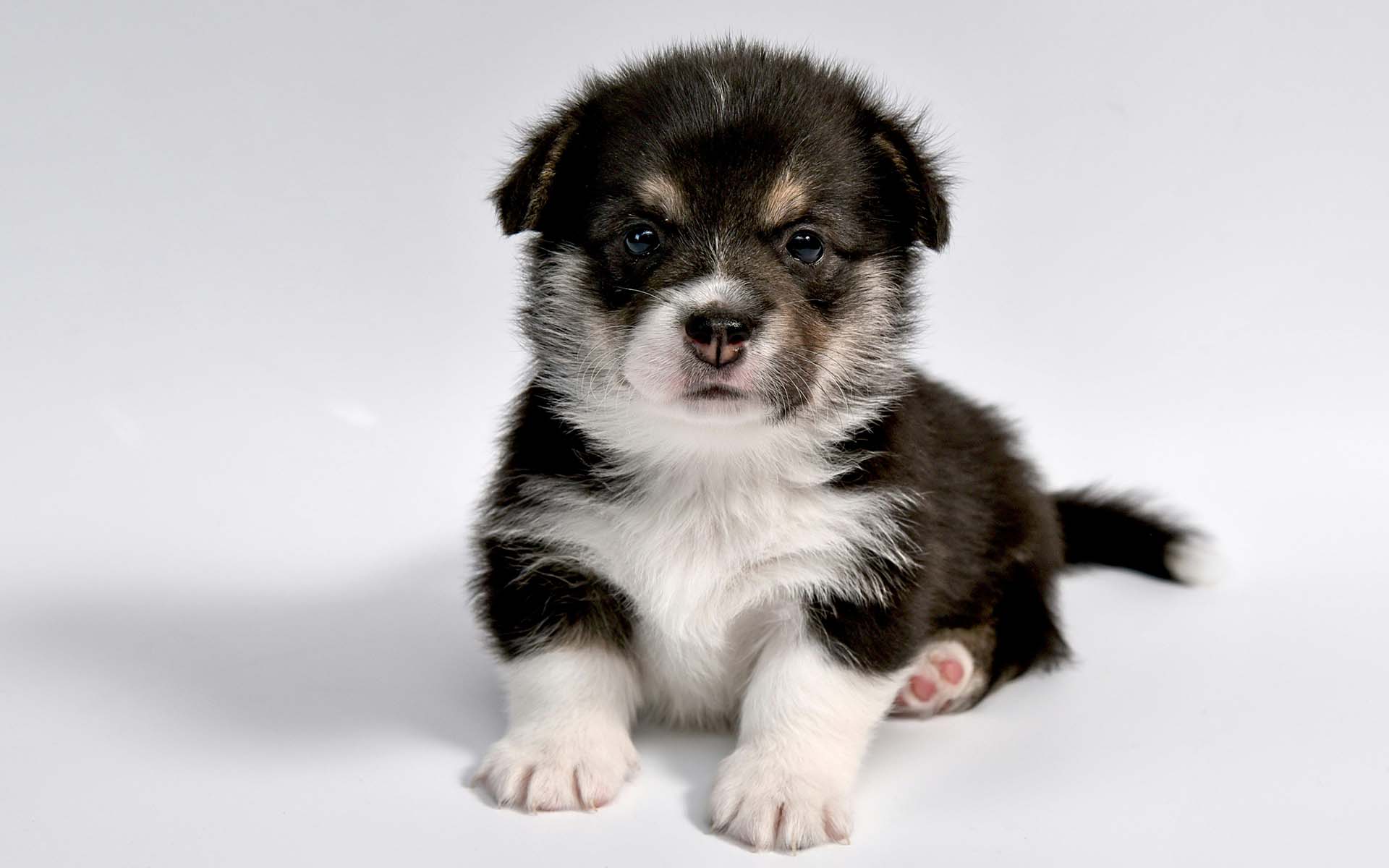 子どもはワンちゃんと一緒に育つことがおすすめ！その５つの理由 – GoDoggy