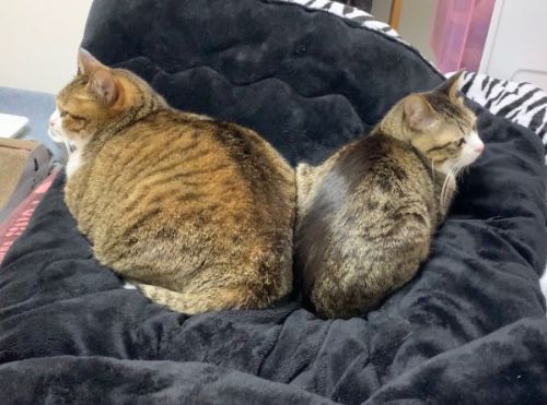 仲良し兄弟猫こころ和む時間