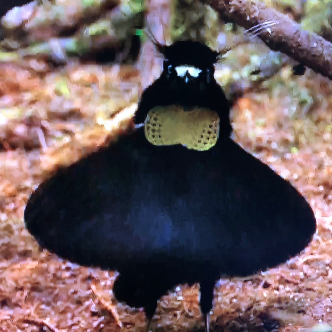 似てるけど違ってた！漆黒の踊る鳥「カタカケフウチョウ」が1種類ではないことが判明 インドネシアカラパイア