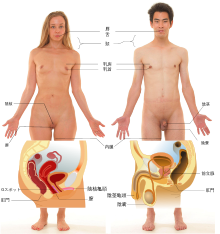 肝がんの原因・症状について｜国立がん研究センター