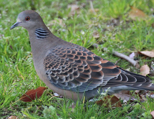 鳥と私の幸せの物語松本 壯志 本通販Amazon