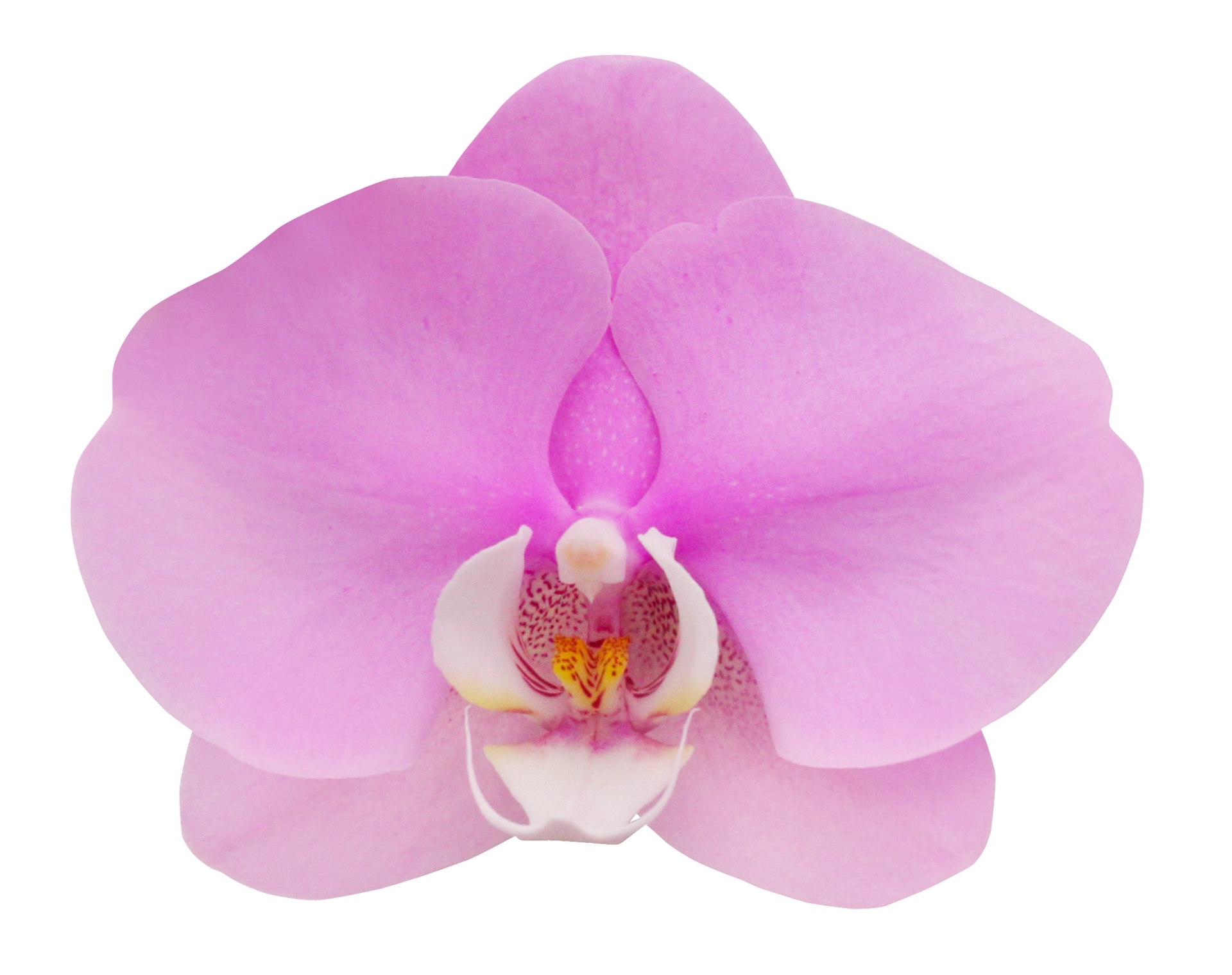 大切な友達に花言葉で気持ちを伝えたい！誕生日やお祝いにぴったりな花、7選。美プロPLUS