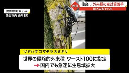 突然、倒木のおそれも 食い荒らして枯らす「外来種の虫」 県内で急速に増加 宮城発 FNNプライムオンライン