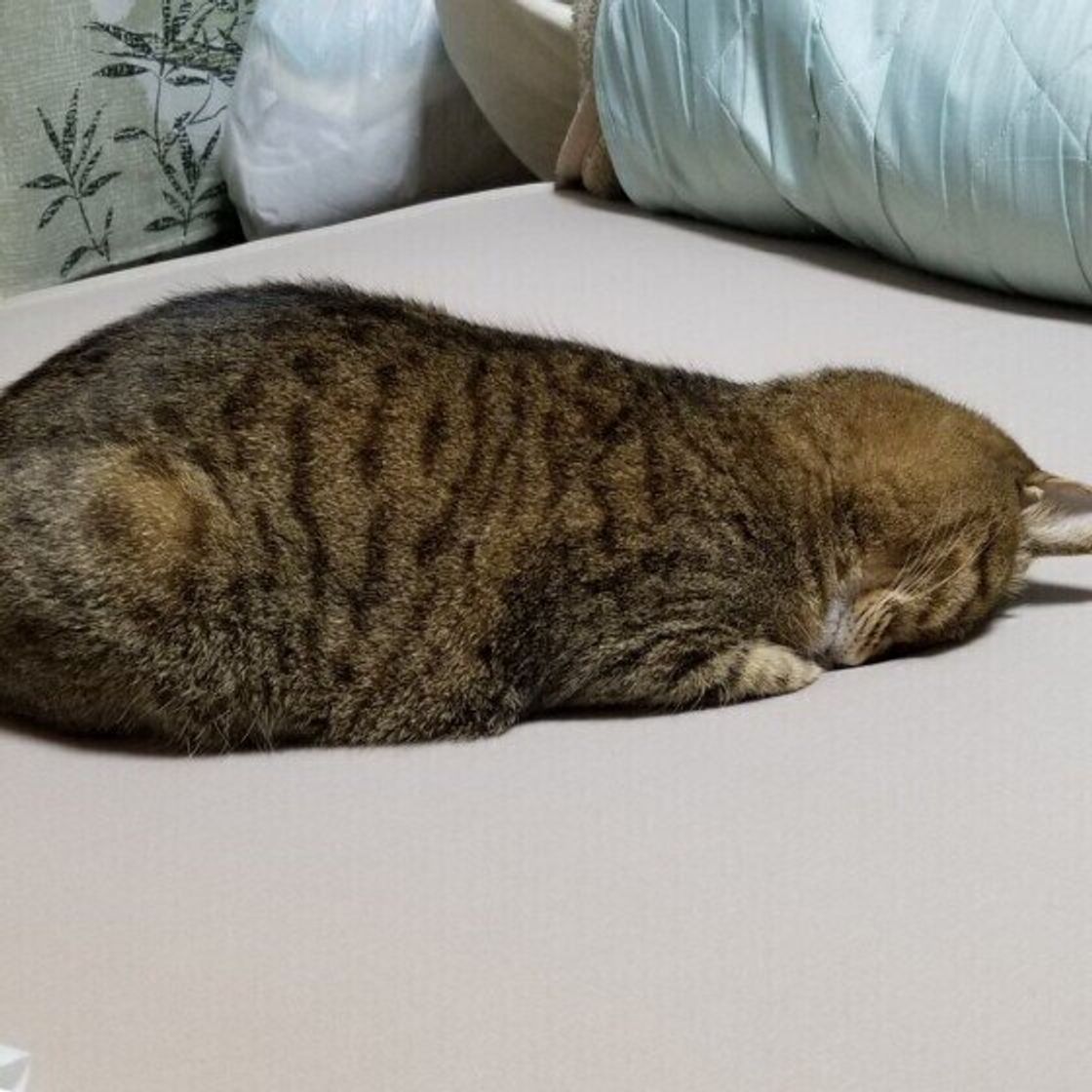 ネイティブが使う「おやすみ」の英語フレーズ厳選10選