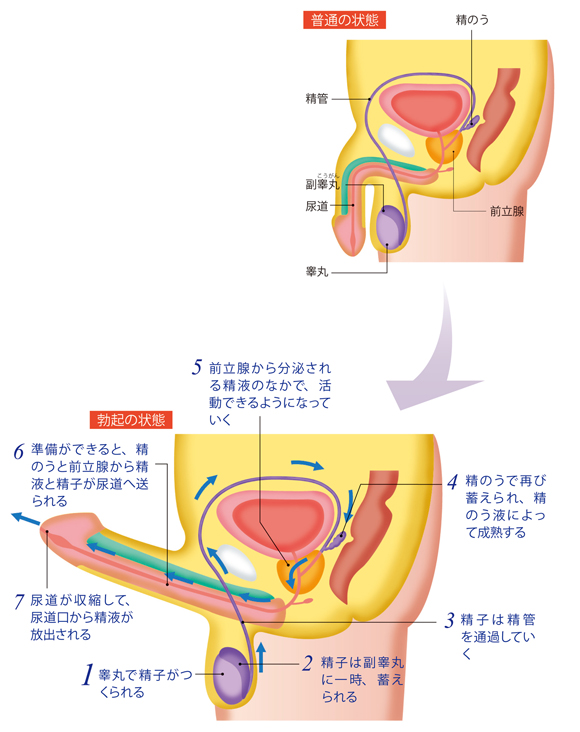 不妊治療におけるベストな禁欲期間とは？精子の質を高める方法も解説 | 不妊治療は東京渋谷区のはらメディカルクリニック