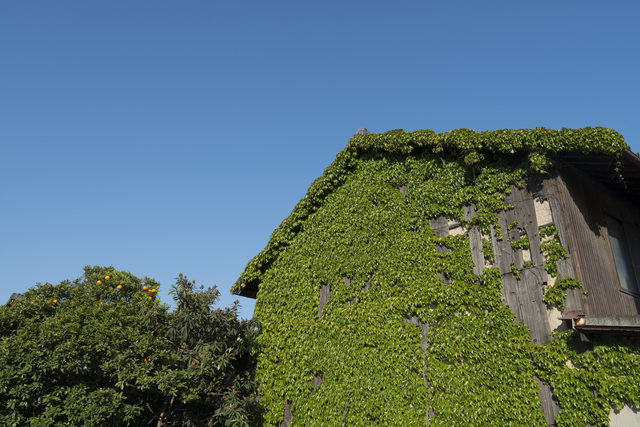 いとうまい子の実家が「廃墟」に 空き家問題芸能人が実家売却？ - スポニチ Sponichi Annex 芸能