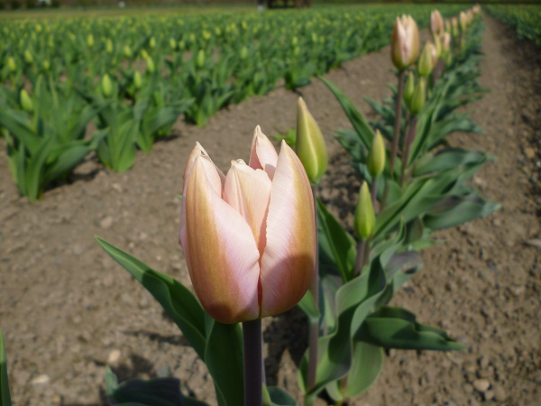 古今亭志ん朝「化け物使い」立っているものは親でも使え！ - きゅうすの初心者落語傾聴