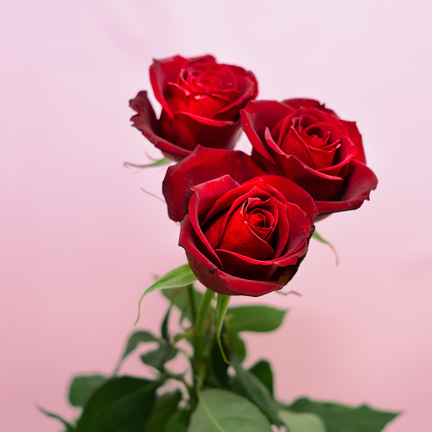 Three red roses mean I love you♡ 3本の赤いバラには愛していますという花言葉が込められています🌹