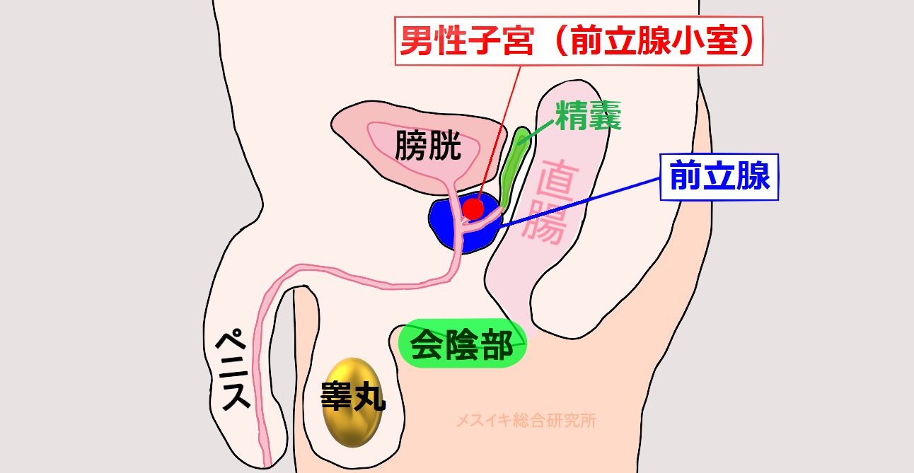 男性型ドライオーガズムとは？ | アネドラ