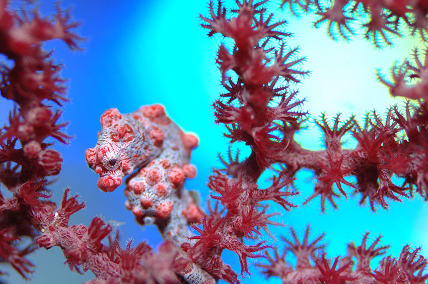 タツノオトシゴ」に親戚が! イトコやハトコもいる!? 大人の教養 博識雑学2000 23- レタスクラブ