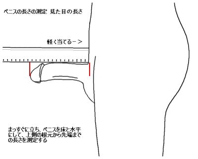 気になるけど他の人には聞きにくい！ 日本人のペニスの平均サイズは？