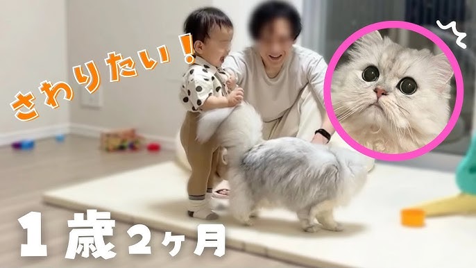 赤ちゃんと猫の半年間 100万回再生以上の動画をイッキ見総集編- YouTube