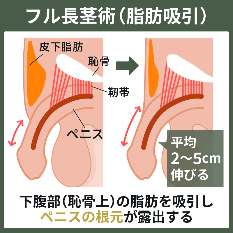 平均的なペニスの大きさを身近なものと比較しまくってみるとこうなる - GIGAZINE