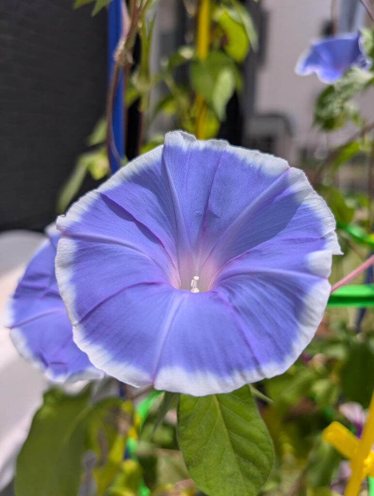 逢坂良太×立花慎之介 対談！男性目線で語るアニメ『恋と嘘』の魅力アニメイトタイムズ