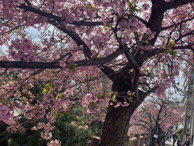 ついに見頃！河津桜の完全ガイド2025 河津桜まつりにおすすめの名所・穴場も - OZmall