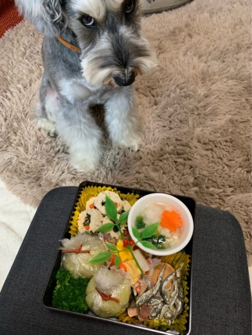 🍱🎍✨, 昨日はお正月御膳を食べまちた✌️,のあご飯 ,お正月犬ごはん ,のあちゃん🐶 ,ゴールデンレトリバー ,ゴールデンレトリバーのいる生活 ,ゴールデンレトリバーのいる暮らし ,ごーるでんれとりばー ,大型犬のいる生活 ,犬のいる生活 ,goldenretrievernoa🐶dog ,goldenretrieversofinstagram