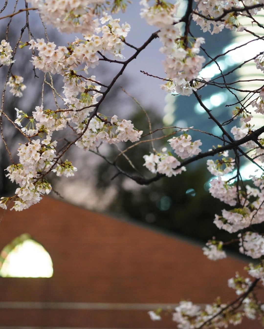 飯田合庁「夫婦桜」開花速報 28.3.22南信州お散歩日和