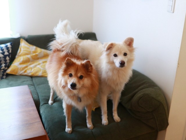 犬のリーダー論 - ペットシッターSOS - 全国展開のペットシッターサービス