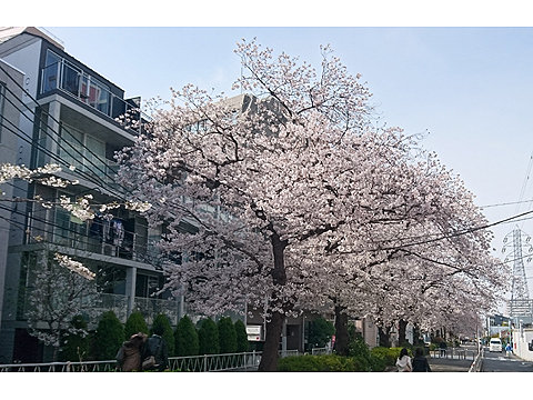 ティアラ大井町（品川区）賃貸情報｜プロパティバンク