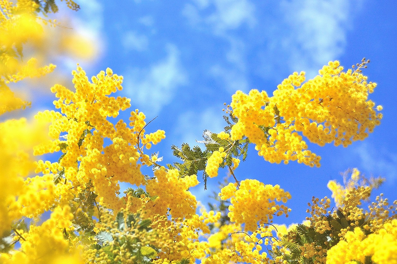 友だちに喜ばれる花のプレゼント選び方や花言葉観葉植物・お花の通販 AND PLANTSアンドプランツ
