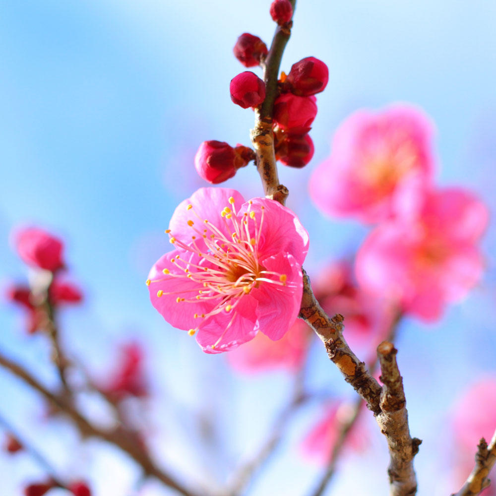 梅の花言葉は？その深い意味と起源に迫る百梅紀行