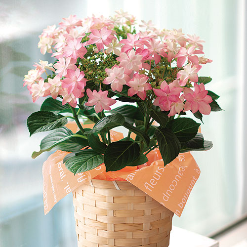 母の日のお花カーネーションアレンジメント ポップピンク 母の日予約商品岐阜の花屋なら花夢館