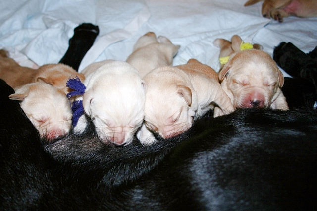 女性が選ぶ 「子どもと一緒に育てたい犬種」ランキングTOP26！ 第1位は「柴犬」 2025年最新調査結果1 2動物 ねとらぼリサーチ