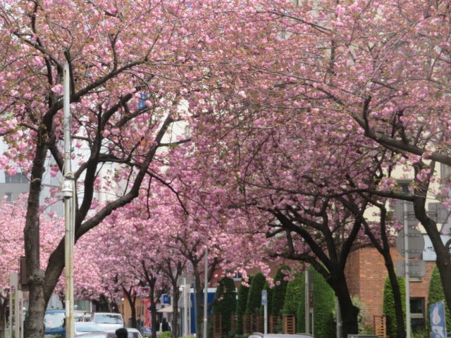 関内の桜は、これからが本番!? 関内さくら通りの八重桜が咲き始める｜関内新聞