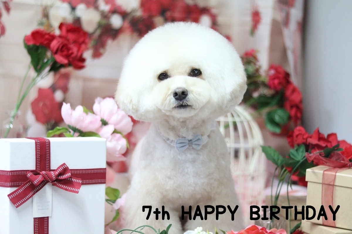 愛犬の誕生日に！犬用ケーキのオススメはどれ？ランキング 1ページ Ｇランキング