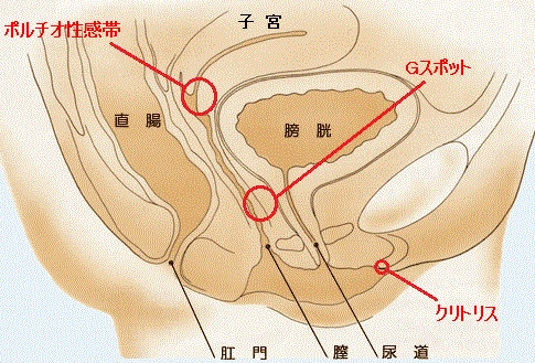 女性向け】中イキのコツや方法を300名以上開発したプロが解説｜裏垢男子で年収2000万