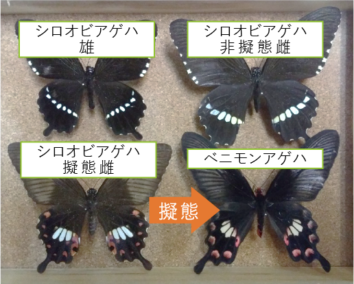 雄蝶雌蝶」 おちょうめちょう の意味